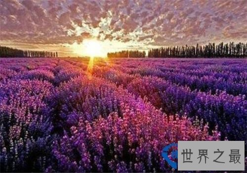 全球最美十大花海,这里是一个拍照片的好地方