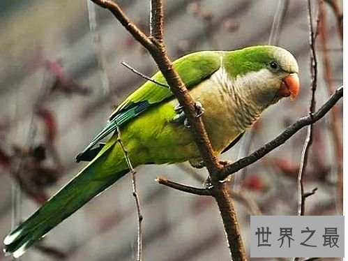 世界上最大的鹦鹉,不仅可爱还可以学你说话。