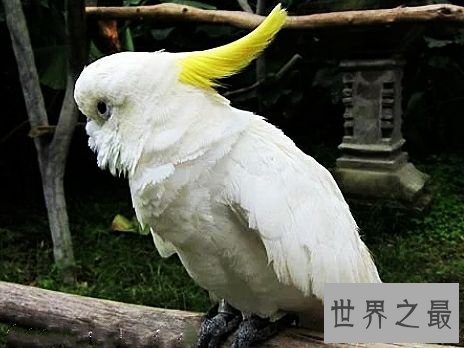 世界上最大的鹦鹉,不仅可爱还可以学你说话。