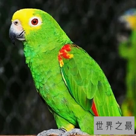 世界上最大的鹦鹉,不仅可爱还可以学你说话。