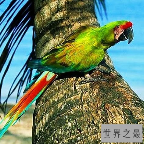 世界上最大的鹦鹉,不仅可爱还可以学你说话。