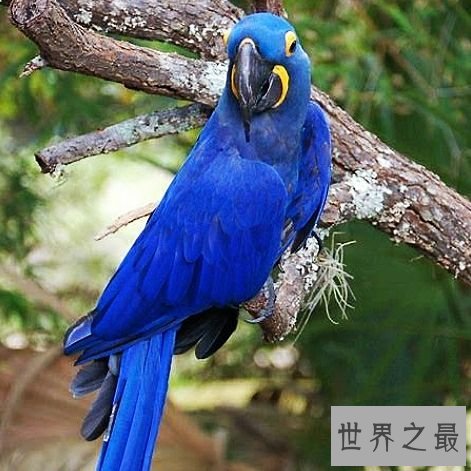 世界上最大的鹦鹉,不仅可爱还可以学你说话。