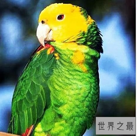 世界上最大的鹦鹉,不仅可爱还可以学你说话。