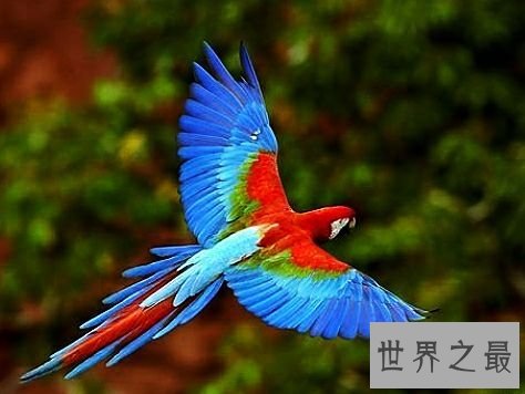 世界上最大的鹦鹉,不仅可爱还可以学你说话。