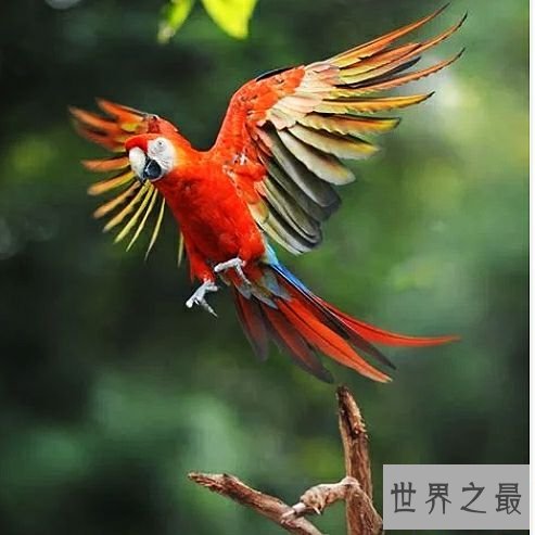 世界上最大的鹦鹉,不仅可爱还可以学你说话。