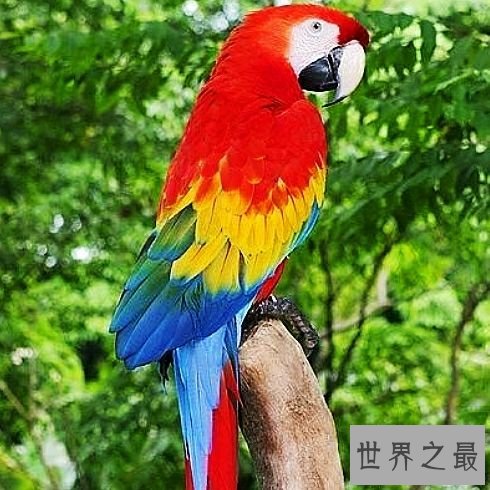世界上最大的鹦鹉,不仅可爱还可以学你说话。