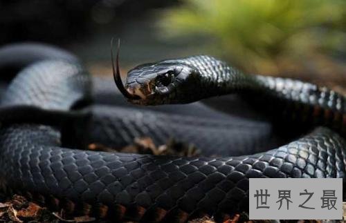 十大最危险的动物,震惊第一名竟然是它!