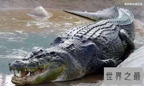 十大最危险的动物,震惊第一名竟然是它!