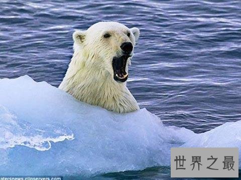 十大最危险的动物,震惊第一名竟然是它!