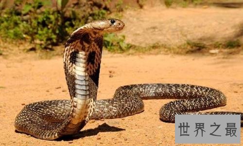 十大最危险的动物,震惊第一名竟然是它!