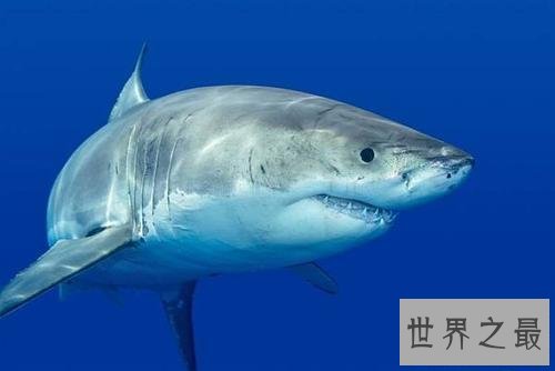 十大最危险的动物,震惊第一名竟然是它!