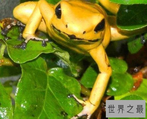 十大最危险的动物,震惊第一名竟然是它!