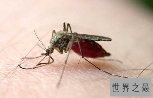 十大最危险的动物,震惊第一名竟然是它!