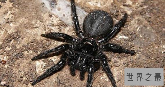 十大最危险的动物,震惊第一名竟然是它!