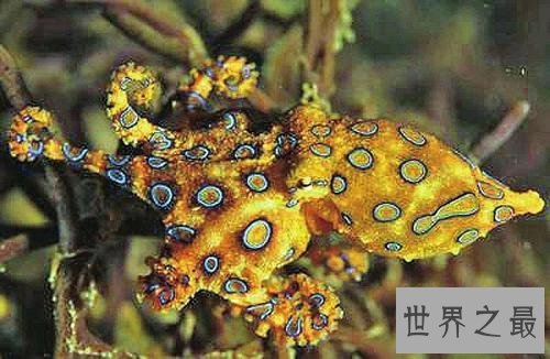 十大最危险的动物,震惊第一名竟然是它!