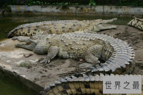 世界最大的鳄鱼排行榜,带你看两千公斤的庞然大物