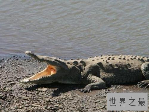 世界最大的鳄鱼排行榜,带你看两千公斤的庞然大物