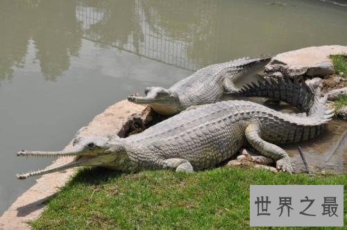世界最大的鳄鱼排行榜,带你看两千公斤的庞然大物