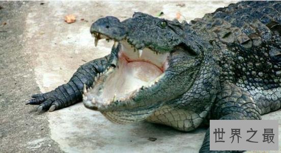 世界最大的鳄鱼排行榜,带你看两千公斤的庞然大物