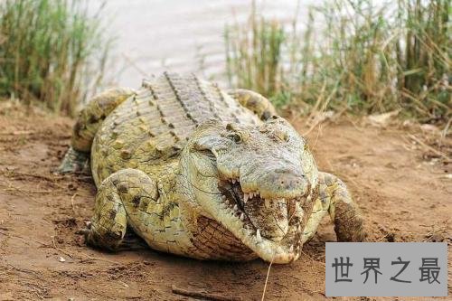 世界最大的鳄鱼排行榜,带你看两千公斤的庞然大物