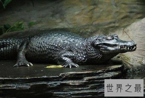 世界最大的鳄鱼排行榜,带你看两千公斤的庞然大物