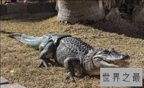 世界最大的鳄鱼排行榜,带你看两千公斤的庞然大物