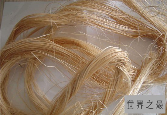 菲律宾十大特产有哪些,菲律宾最好的特产!