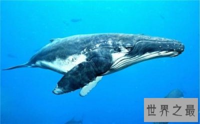 ​世界上最大的鲸鱼排行榜 南露脊鲸生殖器重达五百公斤
