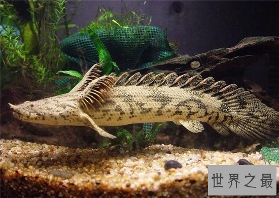 虎纹恐龙王鱼堪称长得最像龙的鱼,曾卖10万美元一条