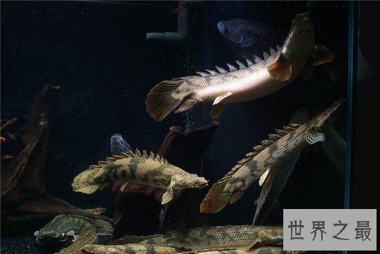 虎纹恐龙王鱼堪称长得最像龙的鱼,曾卖10万美元一条