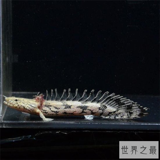 虎纹恐龙王鱼堪称长得最像龙的鱼,曾卖10万美元一条