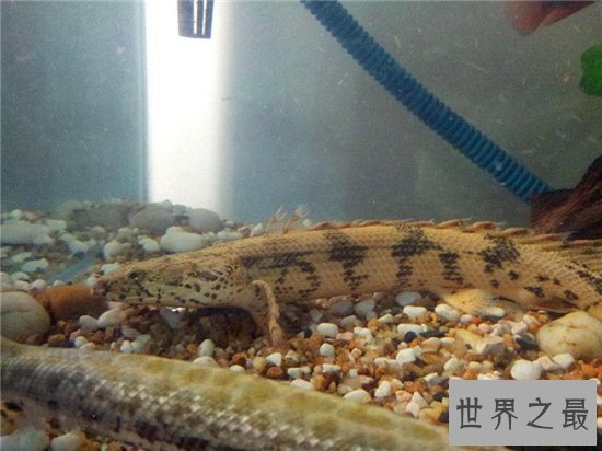 虎纹恐龙王鱼堪称长得最像龙的鱼,曾卖10万美元一条
