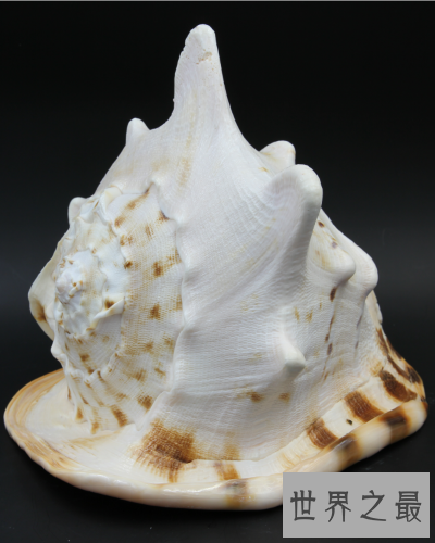 世界上最大的海螺,外壳直径长达30厘米