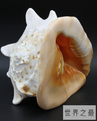 世界上最大的海螺,外壳直径长达30厘米