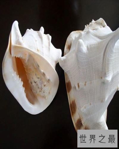 世界上最大的海螺,外壳直径长达30厘米