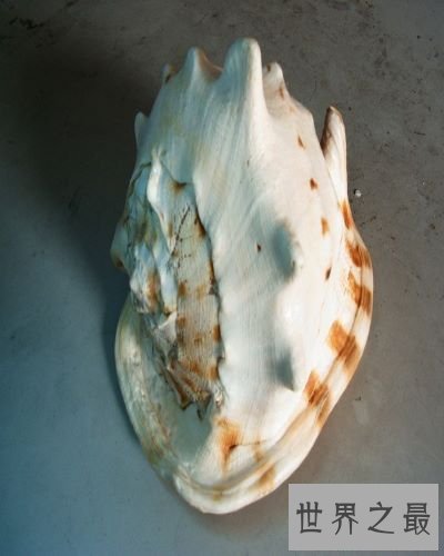 世界上最大的海螺,外壳直径长达30厘米