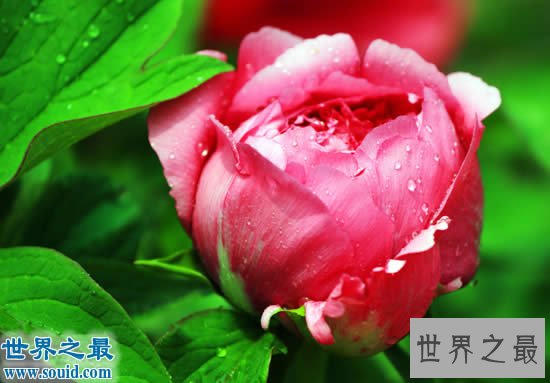 中国十大名花排名,花中之魁梅花第一(牡丹第二)