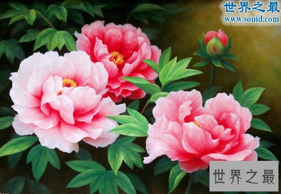 中国十大名花排名,花中之魁梅花第一(牡丹第二)