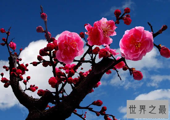 中国十大名花排名,花中之魁梅花第一(牡丹第二)