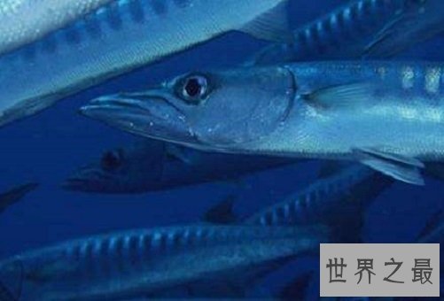 东洋刀鱼的常见疾病防治,爱养鱼的朋友们快来学习吧!