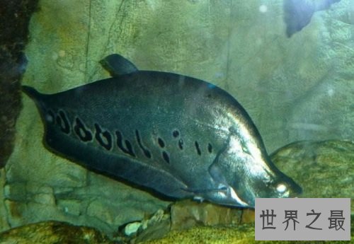 东洋刀鱼的常见疾病防治,爱养鱼的朋友们快来学习吧!