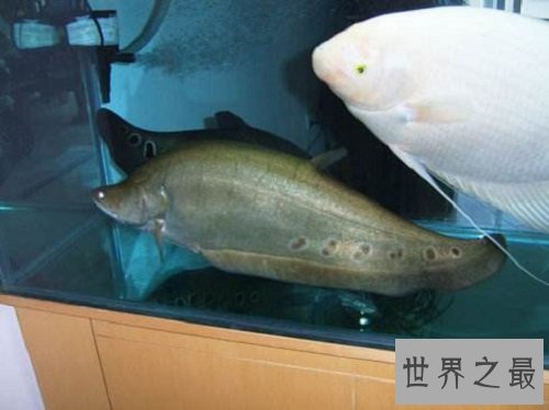 东洋刀鱼的常见疾病防治,爱养鱼的朋友们快来学习吧!