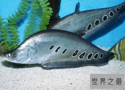 东洋刀鱼的常见疾病防治,爱养鱼的朋友们快来学习吧!