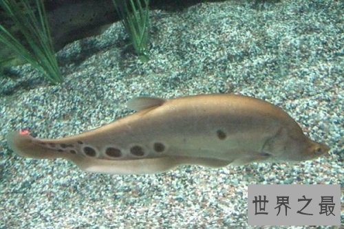 东洋刀鱼的常见疾病防治,爱养鱼的朋友们快来学习吧!