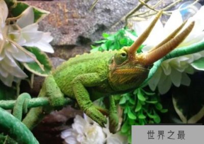 ​角最锋利的十大动物 捻角山羊排名第一