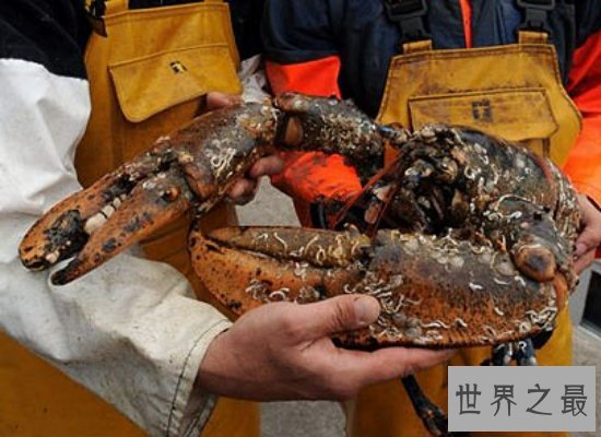 震惊!神秘海洋中的巨型龙虾——身长1.2米,体重达到40斤