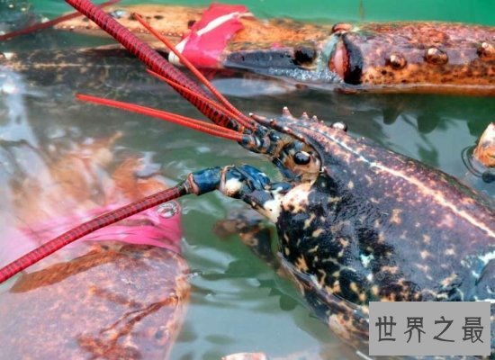 震惊!神秘海洋中的巨型龙虾——身长1.2米,体重达到40斤