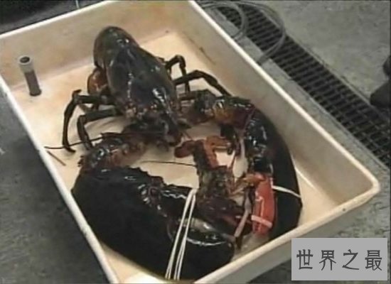 震惊!神秘海洋中的巨型龙虾——身长1.2米,体重达到40斤