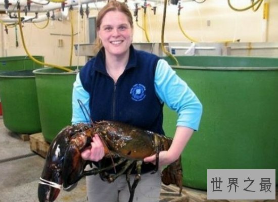 震惊!神秘海洋中的巨型龙虾——身长1.2米,体重达到40斤