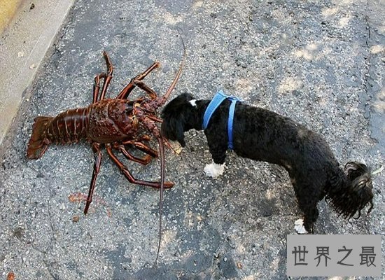 震惊!神秘海洋中的巨型龙虾——身长1.2米,体重达到40斤